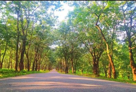 amtoli rubber garden and selfie road