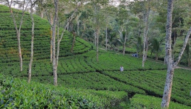 halda valley tea garden