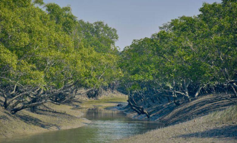 sundarban mangrove forest Image