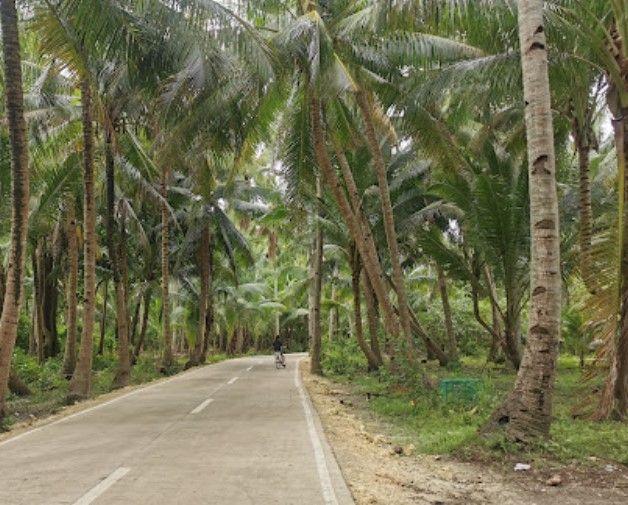 holudia palm forest Image