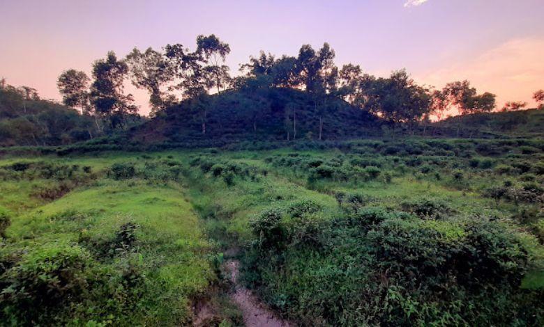 tarapur tea estate Image