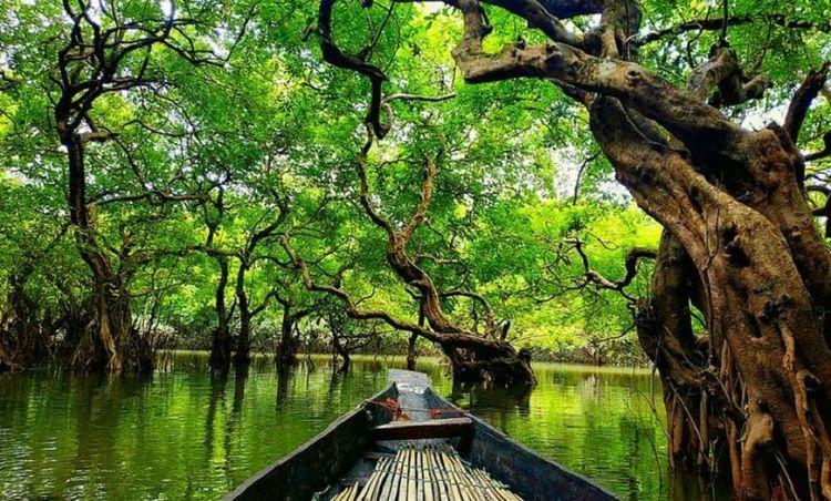 ratargul swamp forest Image