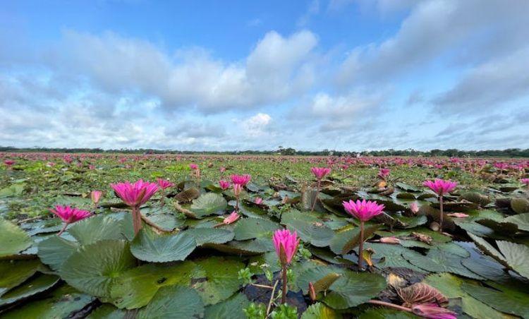 shapla beel এর ছবি