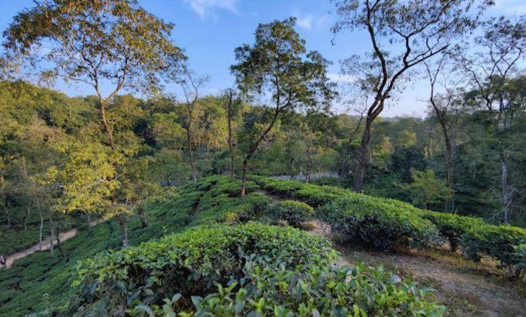 malnicherra tea estate Image