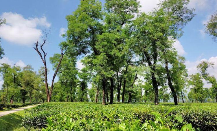 jaflong tea estate Image