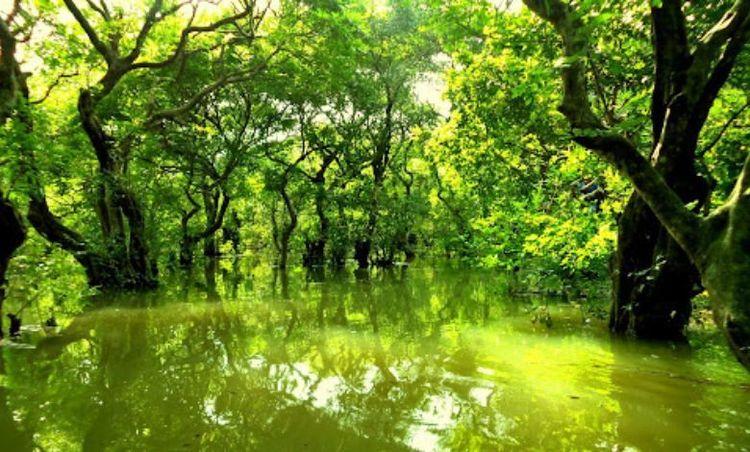 ratargul swamp forest এর ছবি