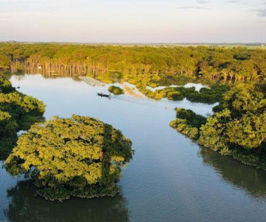 ratargul swamp forest এর ছবি