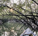 sundarbans mangrove forest কয়রা