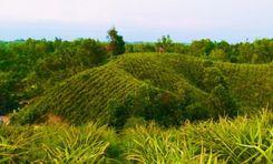 chan mia pineapple garden Golapganj