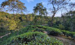 malnicherra tea estate বিমানবন্দর