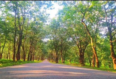amtoli rubber garden and selfie road Image