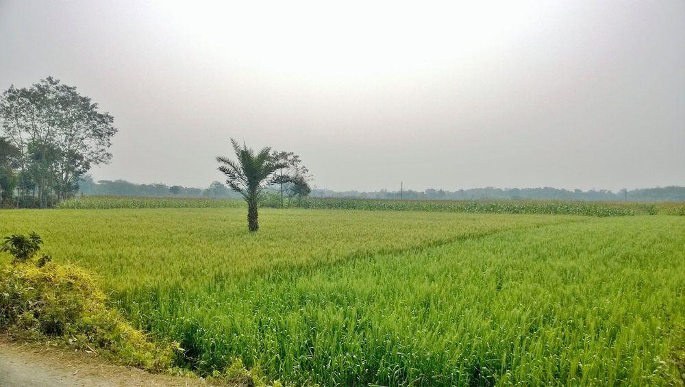 alamdanga area guide এর ছবি