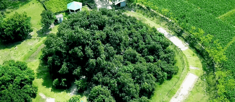 harinmari ancient mango tree Image