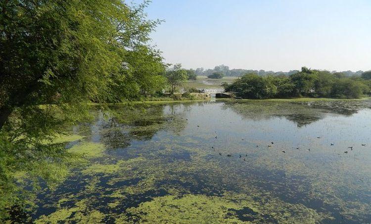 nawabganj bird sanctuary Image