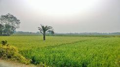 Alamdanga Property Insights