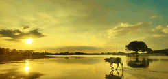 Phulpur Property Insights