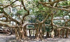 shaitta banyan tree Dhamrai