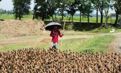 highland agro farm সাউথ সুরমা