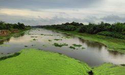 Daulatpur Property Insights